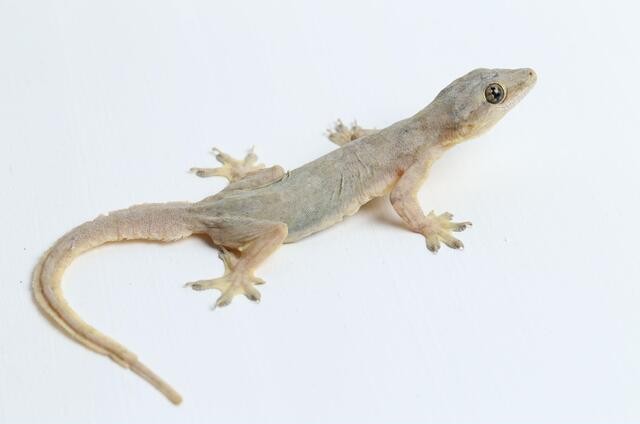Lizard Control Services in Pune